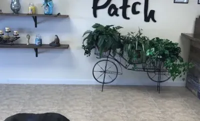 The Petal Patch Florist, business photo 1